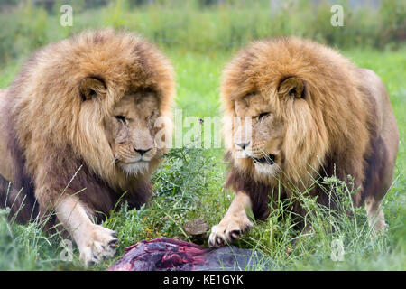 Deux jeunes mâles lions africains frère dans les prairies Banque D'Images