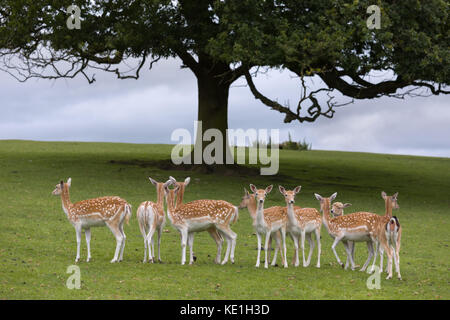 Axis ou chital deer depuis l'Inde, grand arbre Banque D'Images