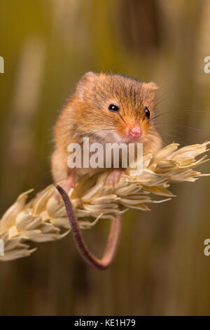 Micromys minutus souris ou en champ de blé Banque D'Images