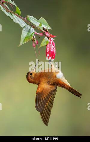 (Aglaeactis cupripennis Shining Sunbeam) voler dans les montagnes des Andes de Colombie. Banque D'Images