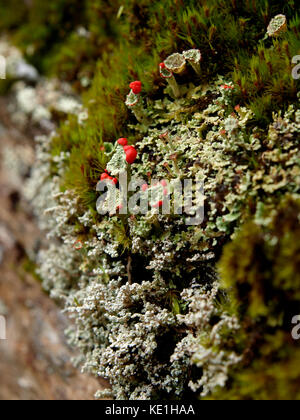 Cladonia cristatella, communément connu sous le nom de soldats britanniques lichen, uk Banque D'Images
