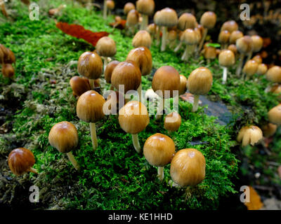 Inkcap scintillants, patronymie micaceus, uk Banque D'Images