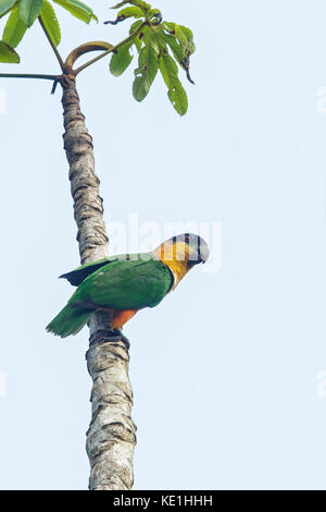 Amazone à tête noire (Pionites melanocephalus) perché sur une branche dans la forêt tropicale de Guyane. Banque D'Images