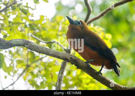 (Capuchinbird Perissocephalus tricolor) perché sur une branche dans les prairies du Guyana. Banque D'Images