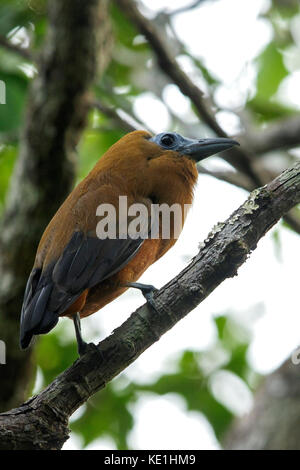 (Capuchinbird Perissocephalus tricolor) perché sur une branche dans les prairies du Guyana. Banque D'Images