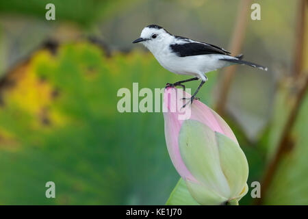 Pied Water-Tyrant (Fluvicola pica) perché sur une branche dans la forêt tropicale de Guyane. Banque D'Images