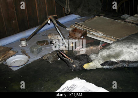 Manchot Empereur sur une table de dissection dans le capitaine Scott's hut à mcmurdo, en Antarctique. Banque D'Images