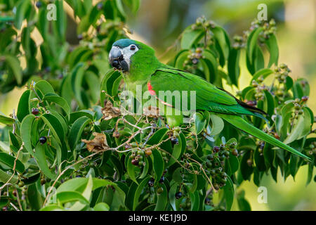 Red-shouldered Macaw (Diopsittaca nobilis) perché sur une branche dans la forêt tropicale de Guyane. Banque D'Images
