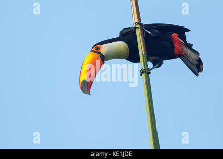 Toucan Toco (Ramphastos toco) perché sur une branche dans la forêt tropicale de Guyane. Banque D'Images