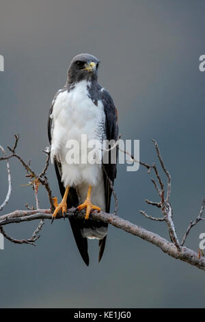 Buse à queue blanche (Geranoaetus albicaudatus) perché sur une branche dans les prairies du Guyana. Banque D'Images