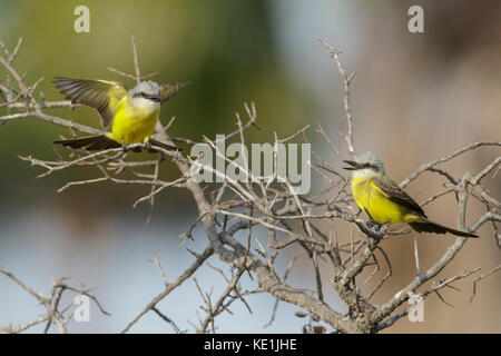 White-throated Tyran tritri (Tyrannus frontalis) perché sur une branche dans les prairies du Guyana. Banque D'Images