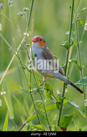 Orange-cheeked Waxbill (Estrilda melpoda) perché sur une branche sur l'île des Caraïbes de la Martinique. Banque D'Images