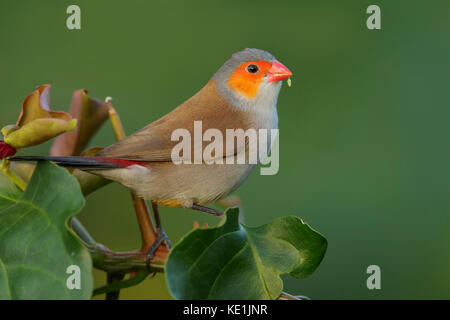 Orange-cheeked Waxbill (Estrilda melpoda) perché sur une branche sur l'île des Caraïbes de la Martinique. Banque D'Images