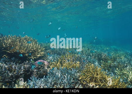 Banc de poissons demoiselles sur un sous-marin des récifs coralliens dans le lagon de grand terre Island en Nouvelle Calédonie, océan pacifique sud Banque D'Images