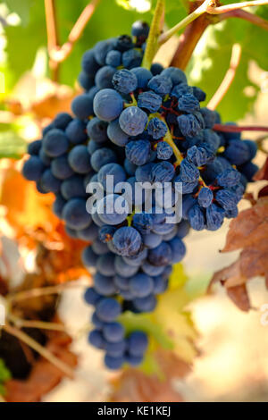 Raisins sur un vignoble dans la région du Douro au Portugal Banque D'Images