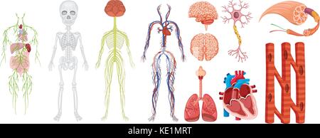 Différents systèmes dans le corps humain illustration Illustration de Vecteur