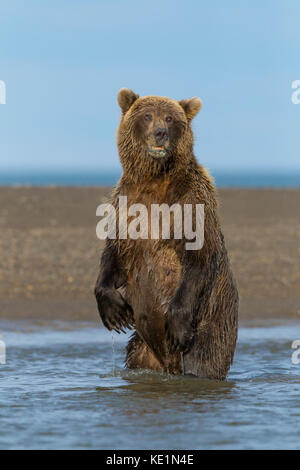 L'ours brun d'Alaska en rivière permanent Banque D'Images