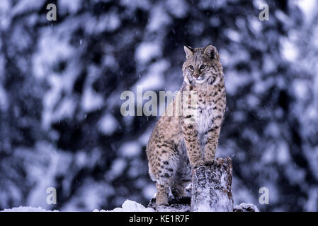 (Bobcat) espèces en captivité, Felis rufus Banque D'Images