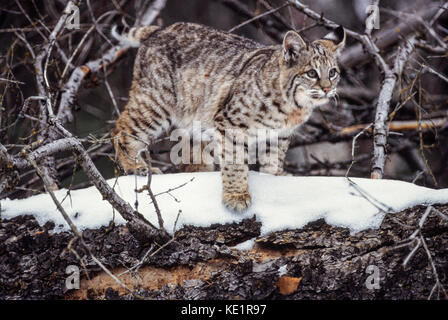 (Bobcat) espèces en captivité, Felis rufus Banque D'Images