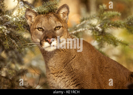 Le couguar (Felis concolor) - espèces en captivité Banque D'Images