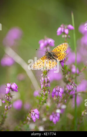 Petite Pearl-Bordered fritillary (Clossiana selene) Banque D'Images