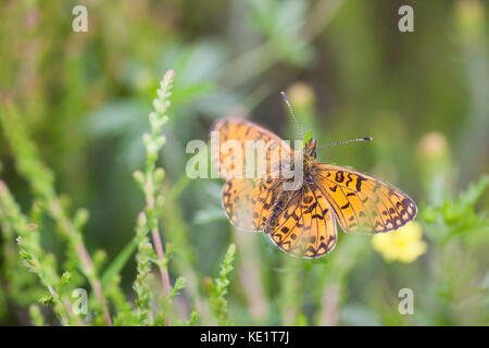 Petite Pearl-Bordered fritillary (Clossiana selene) Banque D'Images