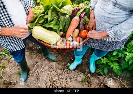 Méconnaissable senior couple la cueillette des légumes sur l'attribution. l'homme et la femme le jardinage. Banque D'Images