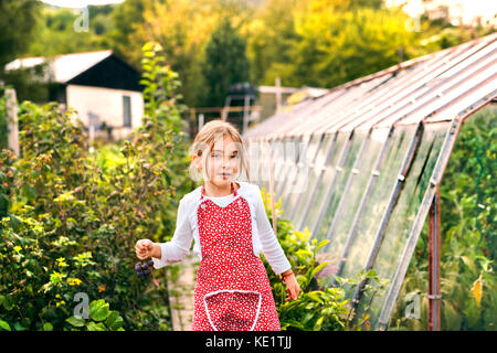 Petite fille la cueillette des légumes sur l'attribution. girl gardening, tenant le raisin. Banque D'Images