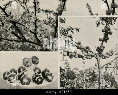 L'attrait du pays. (4e éd.) L'histoire d'un jardin de marché et d'une parcelle laitière s'est développée en huit mois sur le territoire inactif de long Island, longtemps désigné comme 'déchet de chêne de crub, et 'barrens de pin', étant une histoire vraie de l'œuvre Banque D'Images