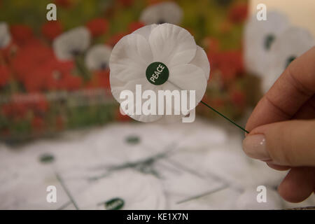 Des coquelicots blancs sont en vente au Friends House de Londres, avant le jour du souvenir. Banque D'Images