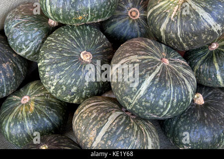 Hrvested "Kabocha' 'courge Cucurbita maxima' ou moschata, également connu sous le nom de la citrouille, Japonais, Comté de San Joaquin en Californie, aux États-Unis. Banque D'Images