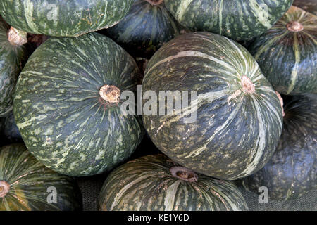 "Récoltés" Kabocha courge, Cucurbita maxima' ou moschata, également connu sous le nom de potiron japonais, Vallée de San Joaquin, en Californie, aux États-Unis. Banque D'Images