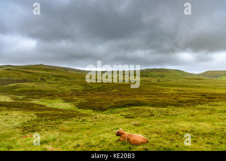 Une vache highland le pâturage dans les highlands écossais de l'île de Skye. Banque D'Images