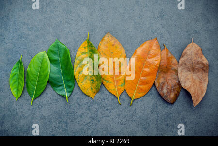 Feuilles de différentes âge de jack fruits arbre sur fond noir en foncé. Vieillissement et concept de saison avec des feuilles colorées télévision lay et copiez l'espace. Banque D'Images