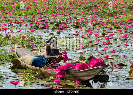 Recueillir des tas de nénuphars de Shatla beel à Ujirpur à Barisal. Le Bangladesh Banque D'Images