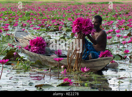 Recueillir des tas de nénuphars de Shatla beel à Ujirpur à Barisal. Le Bangladesh Banque D'Images