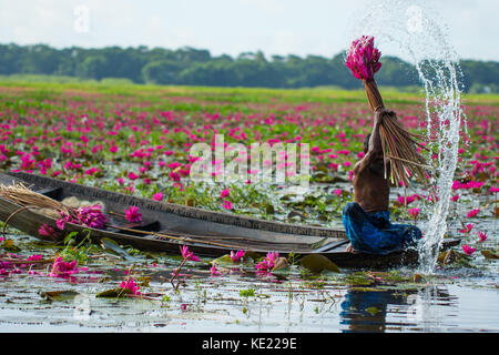 Recueillir des tas de nénuphars de Shatla beel à Ujirpur à Barisal. Le Bangladesh Banque D'Images