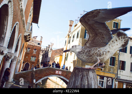 Venise, Italie - octobre 7 , 2017 : seagull près de marché aux poissons de Venise, Italie Banque D'Images