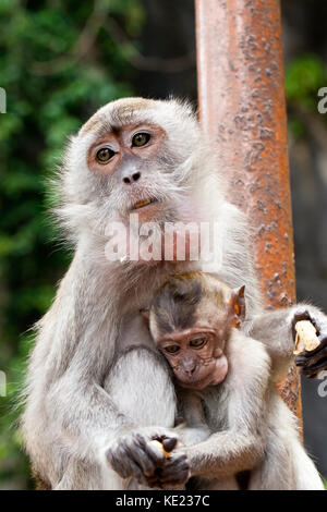 Les macaques mangeurs de crabes (Macaca fascicularis). La mère et l'enfant de manger des arachides. batu caves. la Malaisie. Banque D'Images