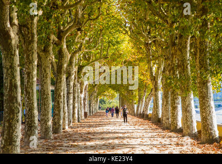 Un chemin bordé d'arbres à Coimbra Banque D'Images