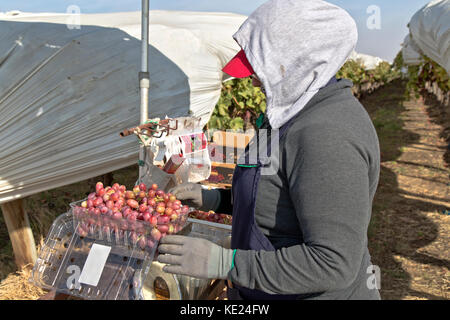 Agent de terrain (femelle) pesant & emballages récoltés sans pépins de raisin de table rouge 'Crimson' 'Vitis vinifera't, les rangées de vignes sont couverts Banque D'Images