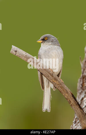 Yellow-eyed Junco junco phaeonotus carr canyon, huachuca Mountains, près de sierra vista, Arizona, united states 1 juin 2017 des profils emberizidae Banque D'Images