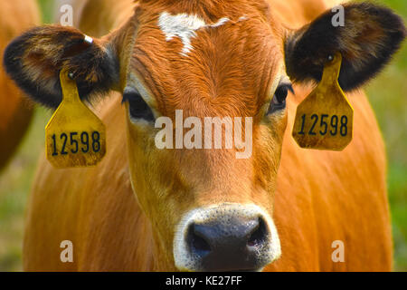 Visage et à la tête de vache libre avec les tags dans ses oreilles en montrant son numéro d'identification Banque D'Images