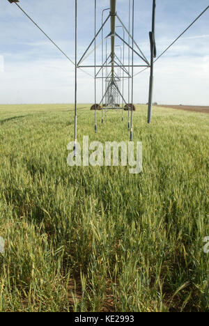Texas le blé sous le système d'irrigation à pivot central Banque D'Images