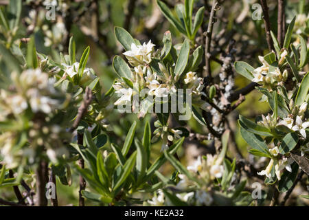 Kaukasischer Seidelbast, Daphne caucasica, Daphne caucasienne Banque D'Images