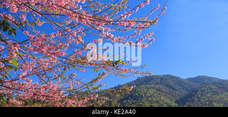 Wild cherry (Prunus cerasoides Himalaya) ou des branches de fleurs de cerises aigres, avec vue sur la montagne et fond de ciel bleu avec l'exemplaire de l'espace sur la droite. Banque D'Images