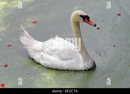 Cygne blanc natation en lac couvert d'algues Banque D'Images