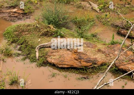 Cocodile africain sur les rives de la Mara Banque D'Images