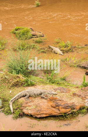 Cocodile africain sur les rives de la Mara Banque D'Images