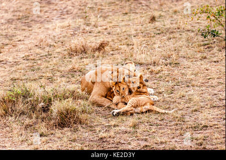 Lion féminin avec des petits dans le Mara Masai, Kenya Banque D'Images